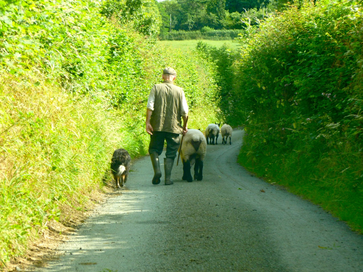 A South Shropshire traffic jam